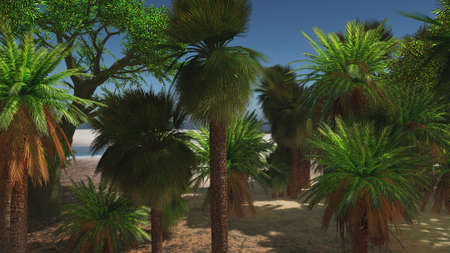 Palm trees and tropical beachの写真素材