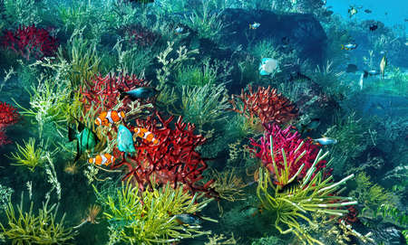 Underwater paradise with colorful fishの写真素材
