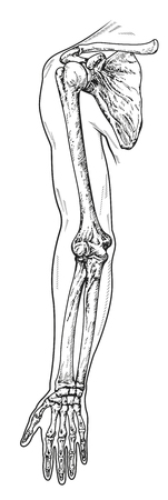 arm scheme vector illustrationのイラスト素材