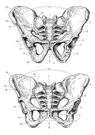 human pelvic bone vintage medical vector illustrationの写真素材