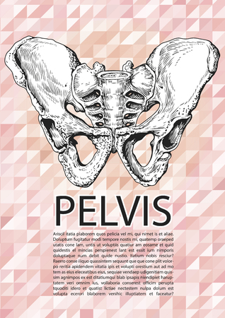 male pelvis posterの写真素材