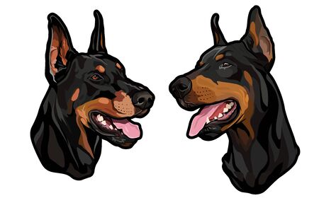 dog heads, doberman pinscher breed, full-color illustrationのイラスト素材