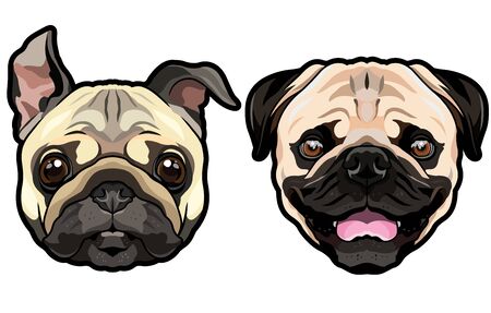 Vector funny happy doggy heads portrait of wrinkly pug puppies isolatedのイラスト素材