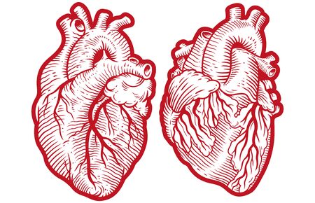 Vintage anatomical engraving style human hearts vector illustrationのイラスト素材