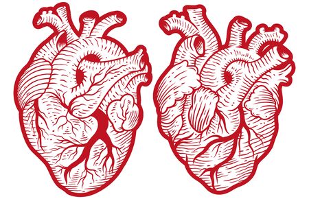 Vintage anatomical engraving style human hearts vector illustrationのイラスト素材
