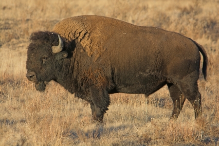 A majestic buffalo pauses while grazing at the Rocky Mountain Arsenal National Wildlife Refuge, near...