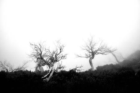 Creepy and scary scene in black and whiteの写真素材