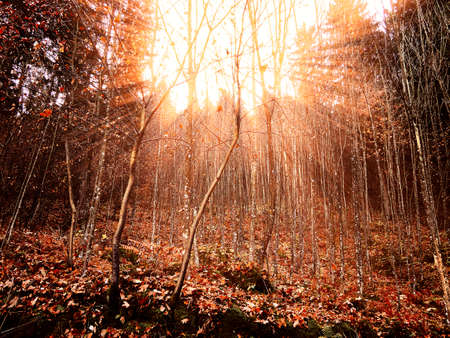 Ray lights into a fall colored forestの写真素材