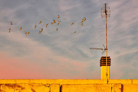 Colored rooftop in summer withe seagulls flyingの写真素材