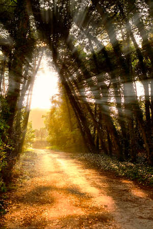 Magic light through plants in beautiful forestの写真素材