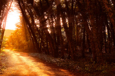 Magic light through plants in beautiful forestの写真素材