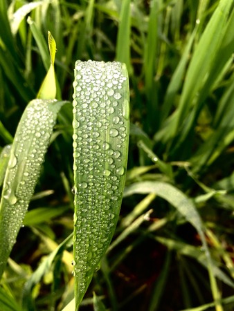 dew drops on plantの写真素材