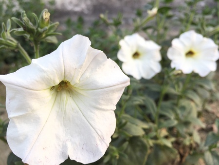 beautiful Petonia flowersの写真素材
