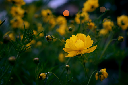 Beautiful yellow vibes flower at Temanggung Farmの写真素材