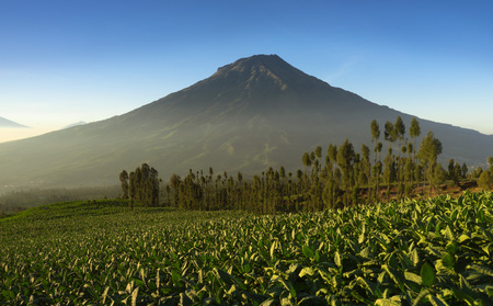 Beautiful morning view at Posong Tobacco Farmの写真素材