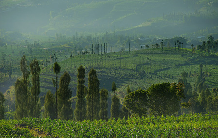 Beautiful morning view at Posong Tobacco Farmの写真素材
