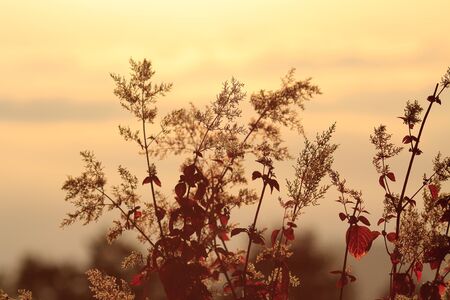 warm morningの写真素材