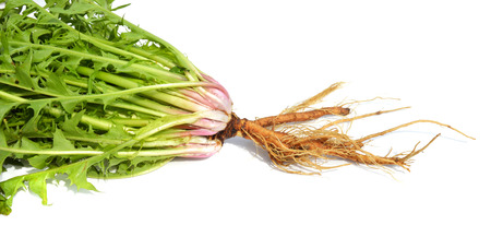 Dandelion with the leaves and root