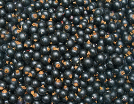 Background from blackcurrantの写真素材