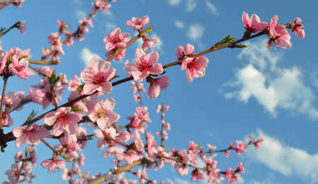 Spring pink flowers on blue backgroundの写真素材