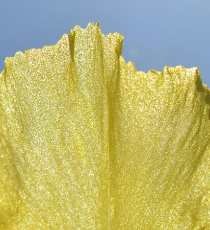 Yellow Iris flower - Close-up