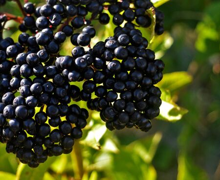 Black elder stalk of field