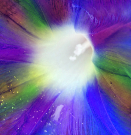 Background from multicolor Campanulaの写真素材