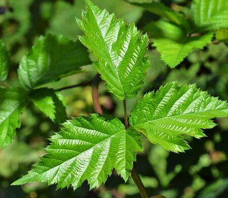 Leaves of blackberry bush in the garden