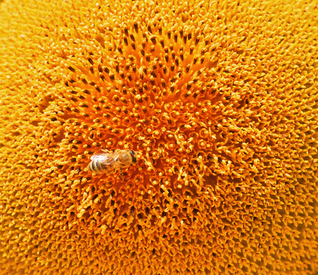 Background from bee collect pollen from flowers of sunflower