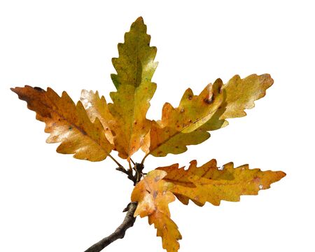 Leaves on a white backgroundの写真素材