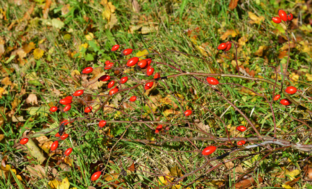 Briar bush in the forest