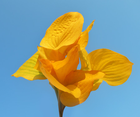 Yellow leaves of a blue sky backgroundの写真素材