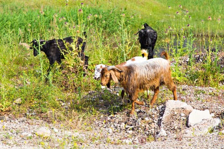 Turkey live stock, sheep and cattle on a farmの写真素材