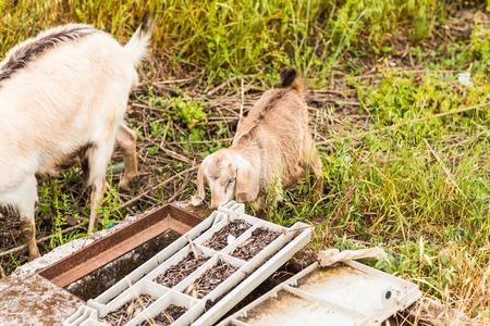Turkey live stock, sheep and cattle on a farmの写真素材