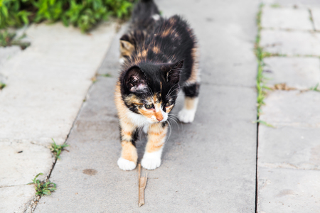 little cute kittens in the garden on the pathの写真素材
