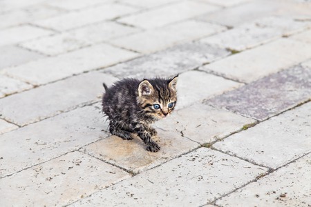 little cute kittens in the garden on the pathの写真素材