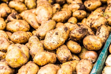 Fresh organic young potatoes sold on marketの写真素材