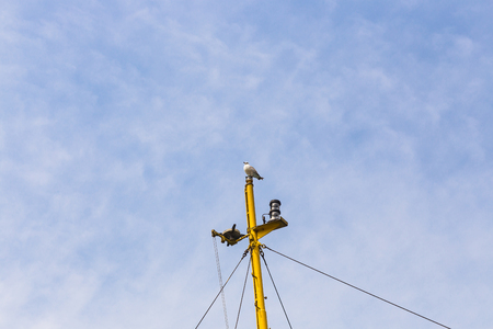 Seagulls in the city, seagulls in Istanbulの写真素材