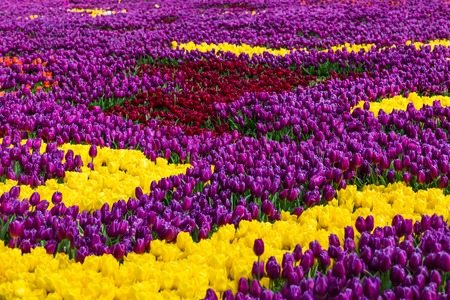 Lot of color beautiful  Tulips in Emir gan Park Istanbul Turkeyの写真素材