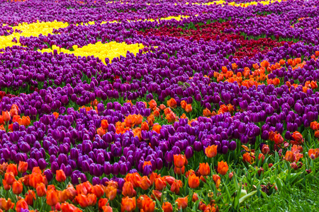 Lot of color beautiful  Tulips in Emir gan Park Istanbul Turkeyの写真素材