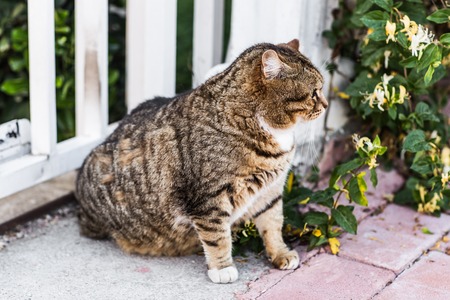 fat cat lyingfat lazy cat in the street in Turkeyの写真素材