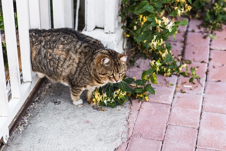 fat cat lyingfat lazy cat in the street in Turkeyの写真素材