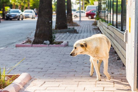 Homeless dog  on the street to Istanbulの写真素材