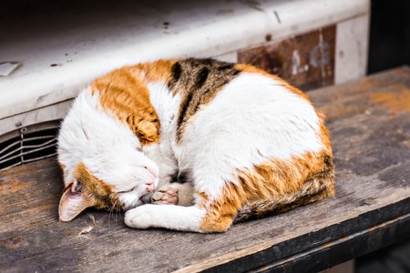a cat on the street in Istanbulの写真素材