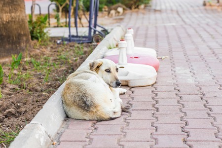 Homeless dog  on the street to Istanbulの写真素材