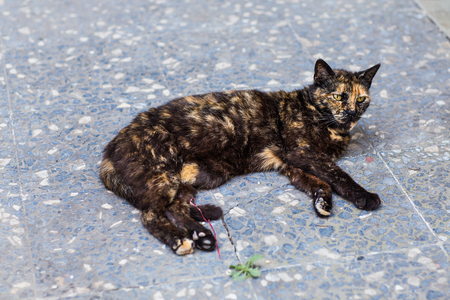 a cat on the street in Istanbulの写真素材