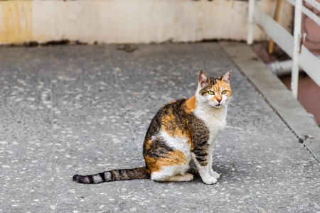 a cat on the street in Istanbulの写真素材