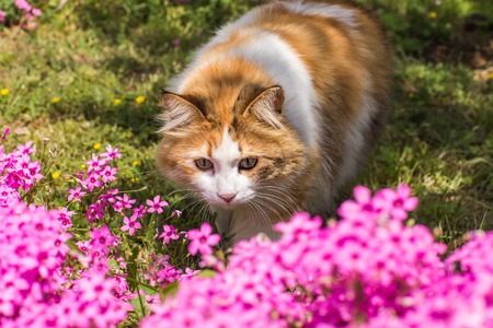 cute cat sitting in flowers in Istanbulの写真素材