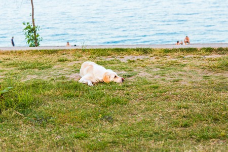 Homeless dog  on the street to Istanbulの写真素材