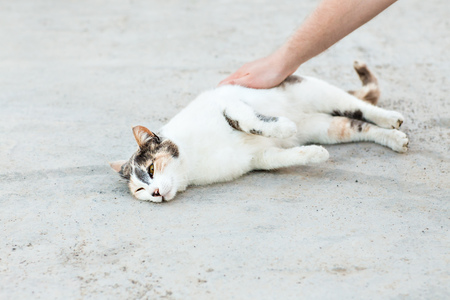 a cat on the street in Istanbulの写真素材